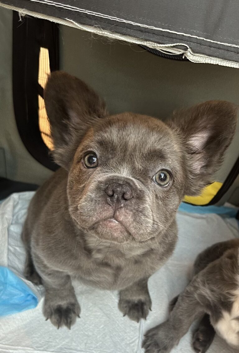 Daisy, Blue Fluffy (medium size) - Female - 9/1/2025