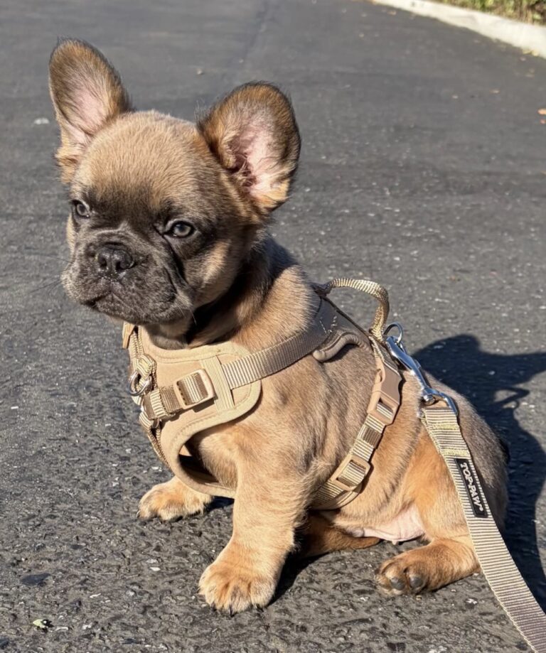 Shadow, Sable & Tan Fluffy (medium size) - Male- 9/12/2025