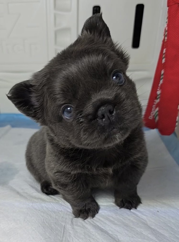 Cinderella, Mibro Blue Fluffly, Female - 10/26/2025