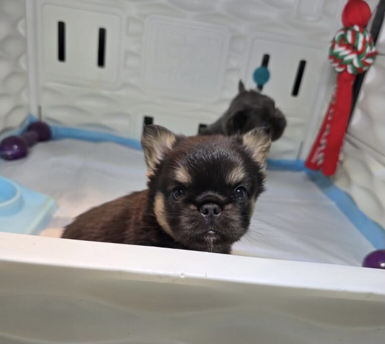 Lulu, Black and Tan Micro Fluffy - Female - 10/26/2025