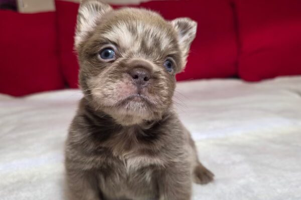 Uno, Fluffy Isabella Merle, Male- 1/4/26