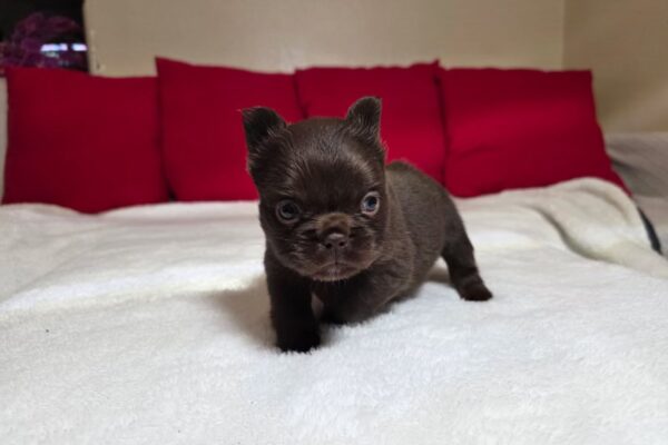 Fiesty, Fluffy Rojo, Female - 1/4/26 (small)