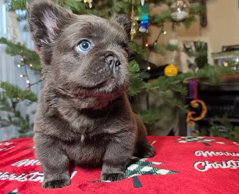Cinderella, Micro Blue Fluffly, Female - 10/26/2025