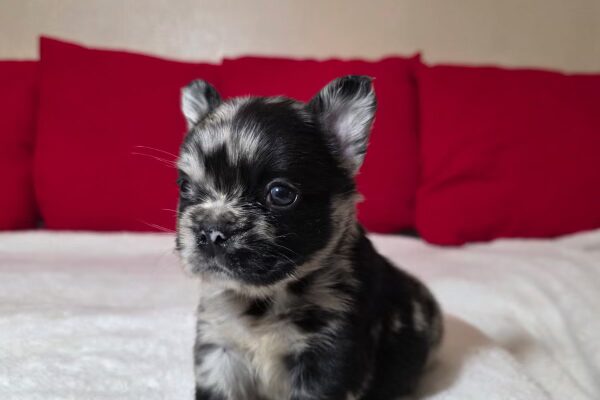 Cookie, Fluffy Black Merle, Female- 1/4/26 (small)