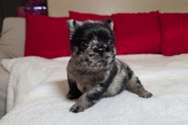Inky, Fluffy Black Merle, Male- 1/4/26