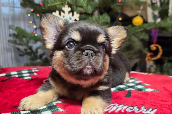 Lulu, Black and Tan Micro Fluffy - Female - 10/26/2025