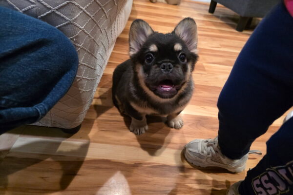 Osita, Black and Tan Micro Fluffy (also carries Pink gene) - Female - 10/26/2025