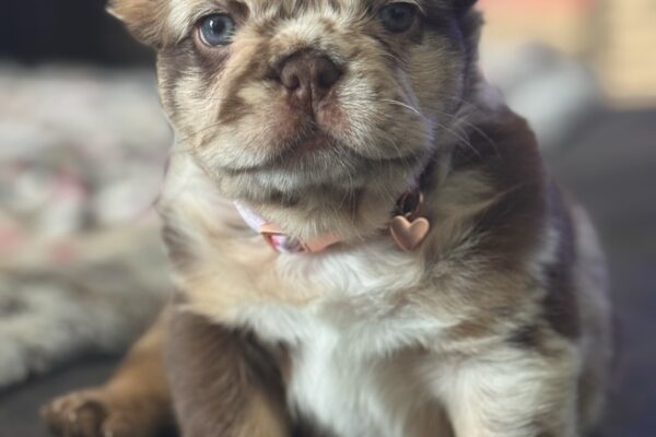 Zaza, fluffy new shade rojo and tan merle, Female - 1/4/26 (medium)